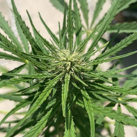 Auto Frozen Biscotti #2 - Outdoor 25
