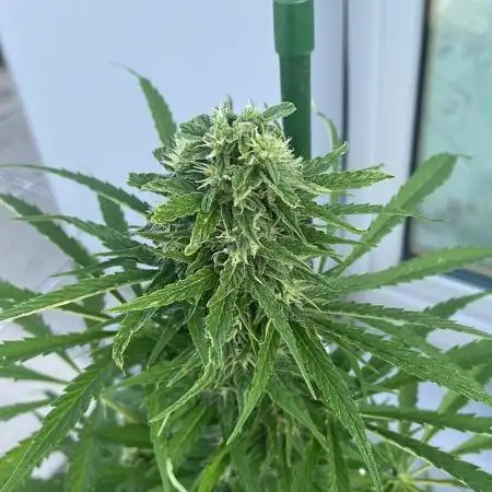 Sensi Amnesia XXL Auto - Outdoor 25