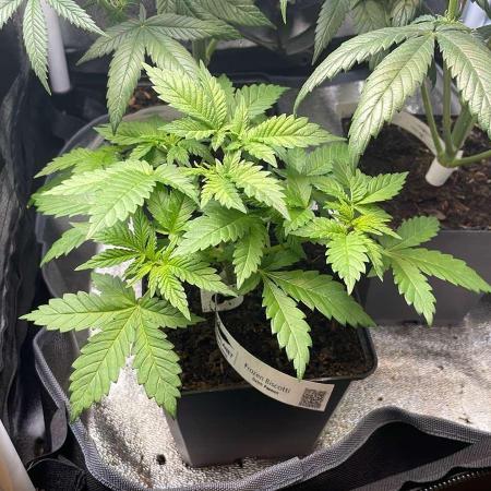 Frozen Biscotti - MicroGrow