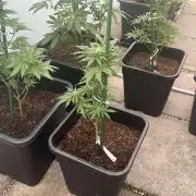 Cream Mandarine XL Auto - Outdoor 26