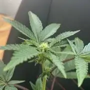 RS#11 - MicroGrow