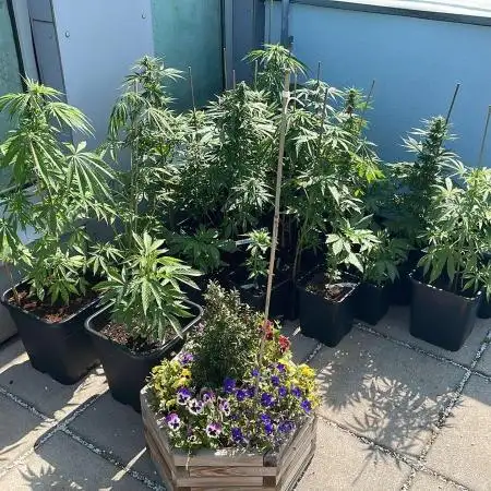 Sensi Amnesia XXL Auto - Outdoor 25