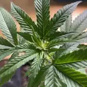 Permanent Marker - MicroGrow 26