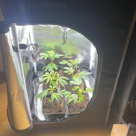 Apple Fritter - MicroGrow