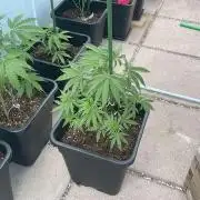 Super Boof XL Auto - Outdoor 26