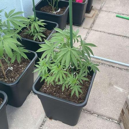 Super Boof XL Auto - Outdoor 26