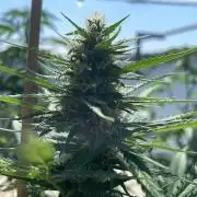 Permanent Marker XL Auto #2 - Outdoor 26