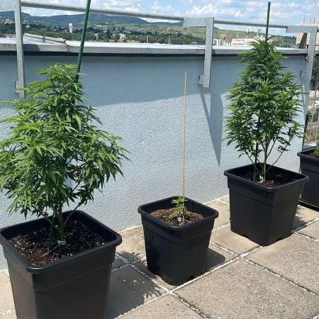 RS#11 - Outdoor 25
