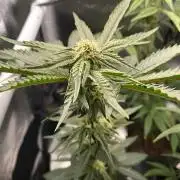 Permanent Marker - Micro Grow