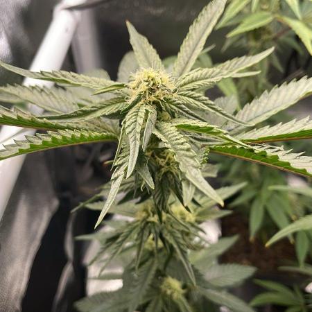 Permanent Marker - Micro Grow