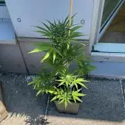 Sweet Mimosa XL Auto - Outdoor 25