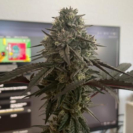 Hollywood - Micro Grow