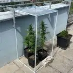 Banana Kush Cake Auto - 2nd Run 2025