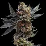 Cereal Milk - Micro Grow