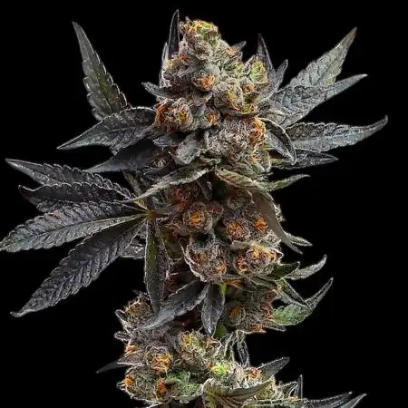 Cereal Milk - Micro Grow
