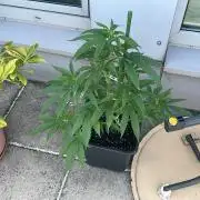 Zoap - Outdoor 26