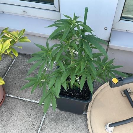 Zoap - Outdoor 26