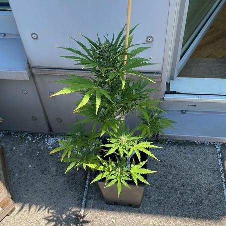 Sweet Mimosa XL Auto - Outdoor 25