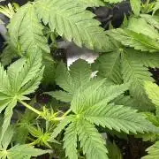 Blue Zushi - MicroGrow 26