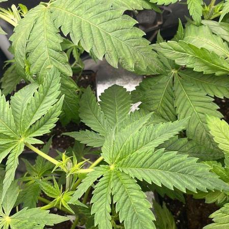 Blue Zushi - MicroGrow 26