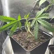 Runtz - MicroGrow