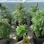 Super Boof XL Auto - Outdoor 26