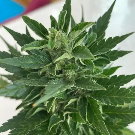 Do Si Dos Auto - Outdoor 25