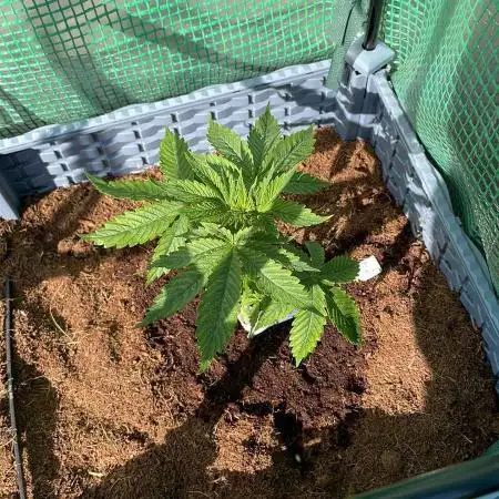 Sticky Orange XXL Auto - 40L - Outdoor 25 - pre-grown by a growshop