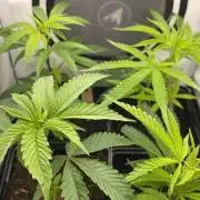 Blueberry Muffin - Micro Grow