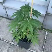 Blue Zushi - Outdoor 26