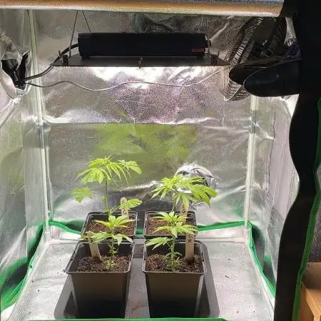 Cereal Milk - Micro Grow