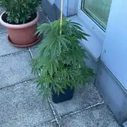 Blue Zushi - Outdoor 26