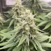 Blue Zushi - MicroGrow 26