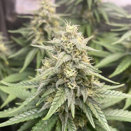 Blue Zushi - MicroGrow 26