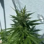 Banana Kush Cake Auto - 2nd Run 2025