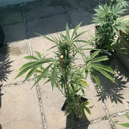 Auto Frozen Biscotti #2 - Outdoor 25