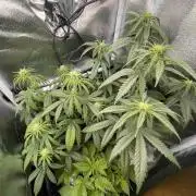 Sweet Afgani Delicious F1 - MicroGrow