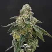 Street Tarts - MicroGrow