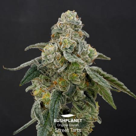 Street Tarts - MicroGrow