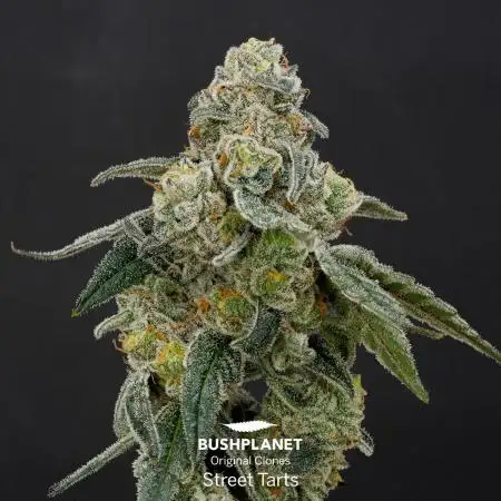 Street Tarts - MicroGrow