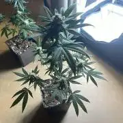 Zoap - MicroGrow