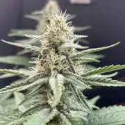 Blue Zushi - MicroGrow 26