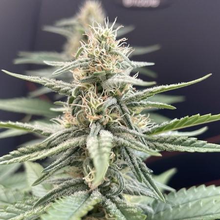 Blue Zushi - MicroGrow 26