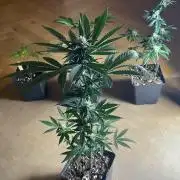 Studio 54 (RS#54) - MicroGrow
