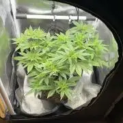 Blackberry Gum - MicroGrow