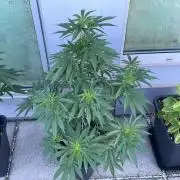 Cereal Milk - Outdoor 26