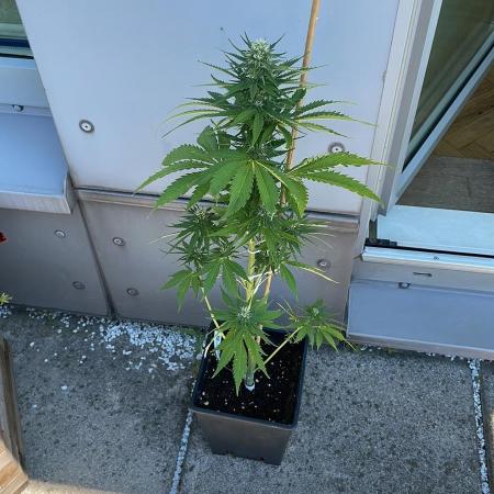 Diablo's Delight XL Auto - Outdoor 25