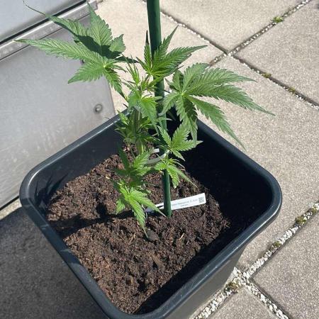 Cream Mandarine XL Auto - Outdoor 26