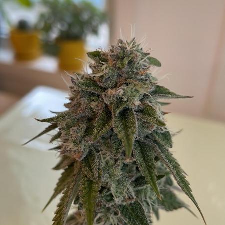GSC - Micro Grow