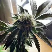 RS#11 - MicroGrow